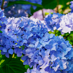 Hydrangea 'Teller' - Hortensia - Blauw - 6 stuks